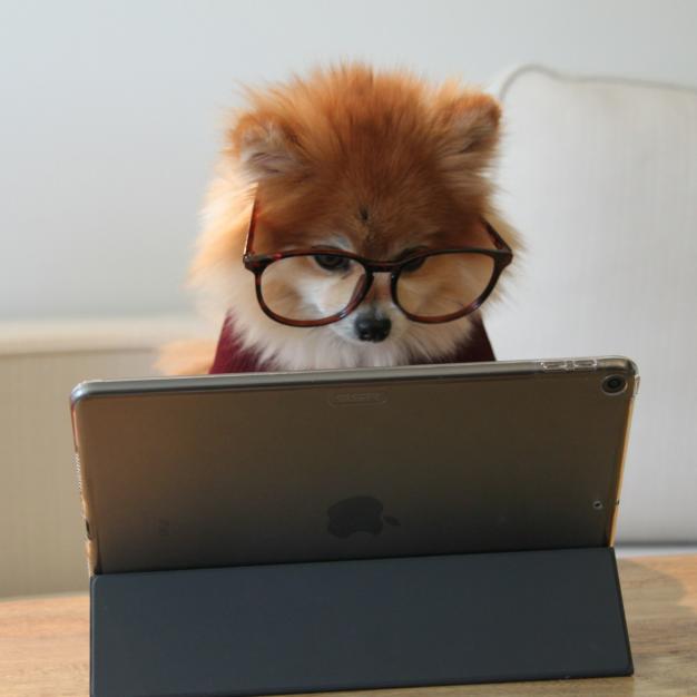 dog on tablet