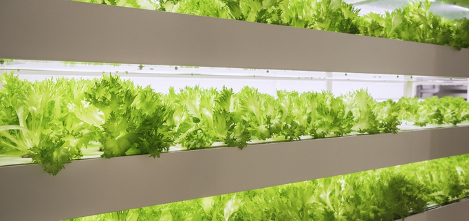 Indoor "Farm in a Box" growing lettuce