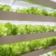 Indoor "Farm in a Box" growing lettuce